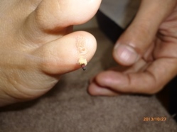 ���A�Ɏ{��